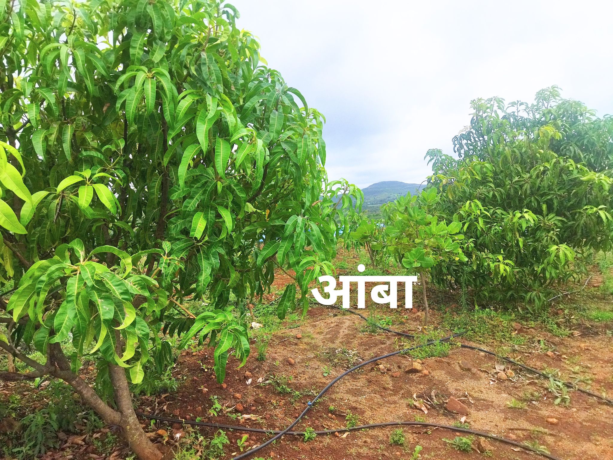 Fruit bearing plants