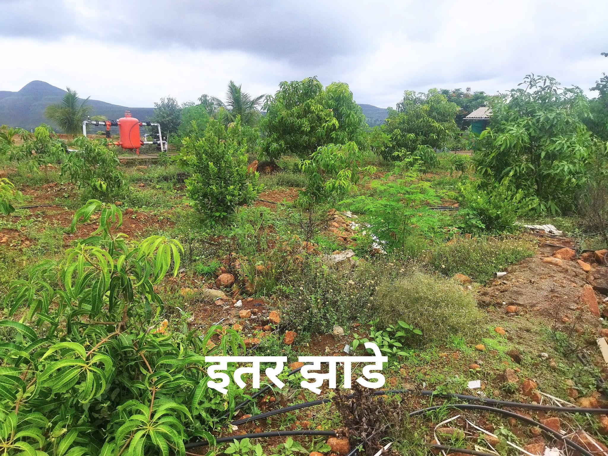 Fruit bearing plants