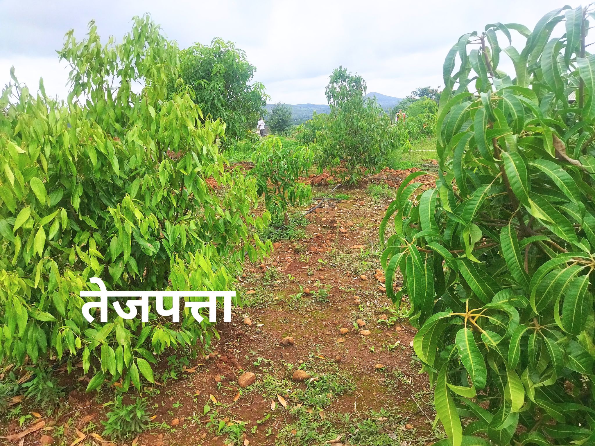 Fruit bearing plants