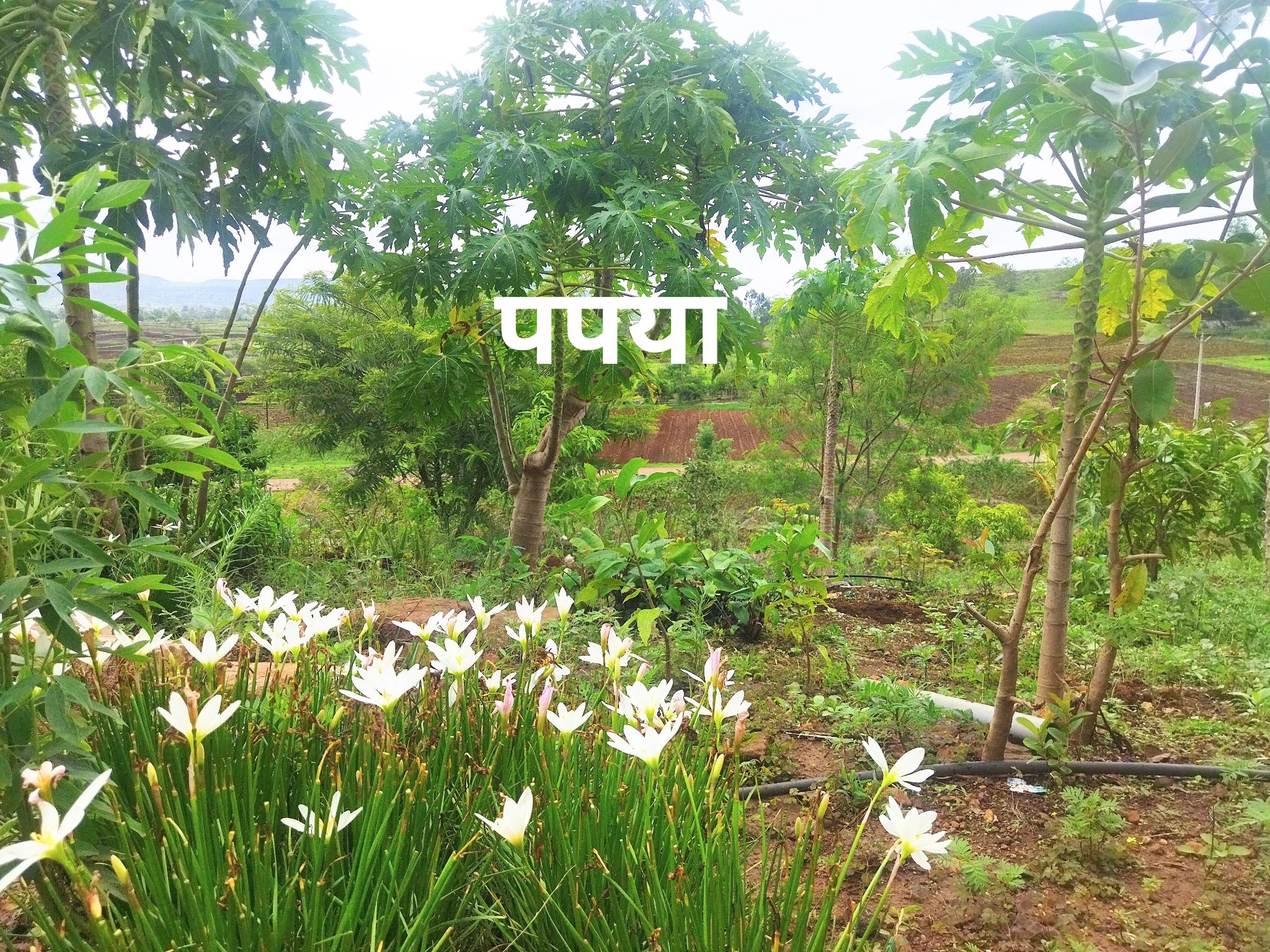 Fruit bearing plants